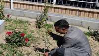 کاشت نهال مثمر در محوطه دانشکده دندانپزشکی سمنان